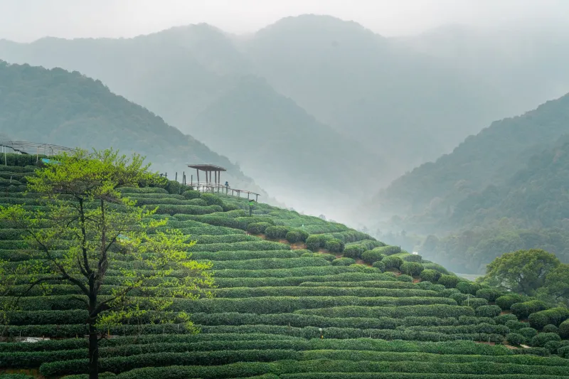 They Had the Corner Office. They Chose the Tea Field Instead.