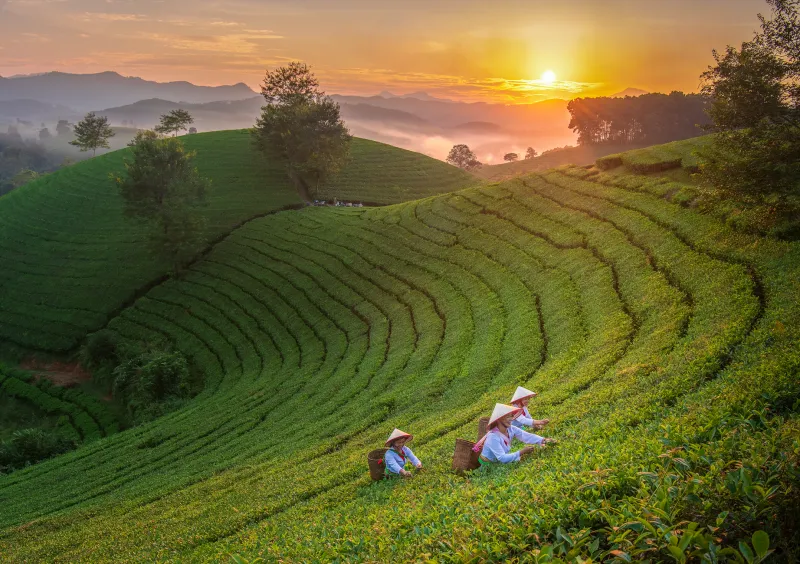 Green Gold and Gut Instinct: How Kyushu's Rebel Tea Farmers Are Rewriting the Rules of Japanese Tea